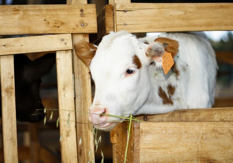 Identificación de ganado bovino logró importantes avances para la ganadería familiar de Cajamarca