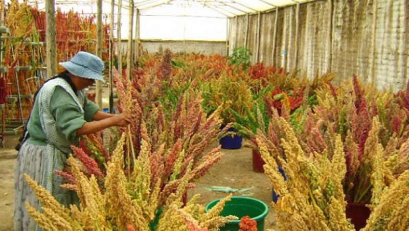 Identifican el gen que dar amargor a la quinua