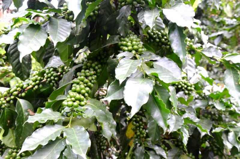 IIAP DESARROLLA ESTUDIOS DE CLONACIÓN DE CAFÉ EN AMAZONAS