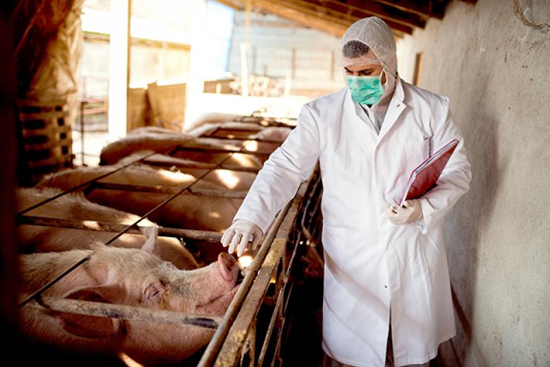 IICA llama a reforzar controles sanitarios ante la expansión de la Peste Porcina Africana
