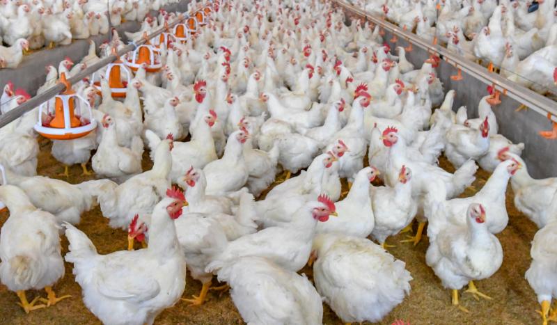 IICA y ALA publican manual de buenas prácticas en el sector avícola para enfrentar el Covid-19