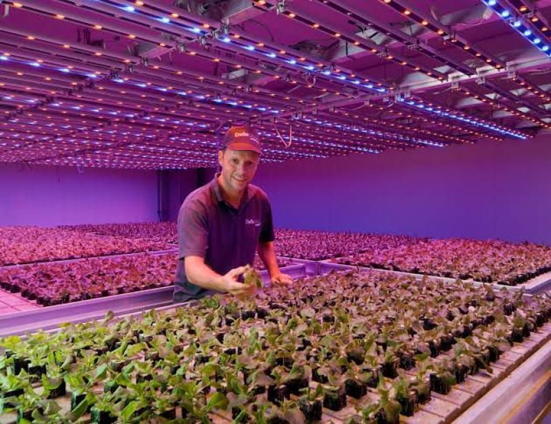 Así es como la Luz LED se relaciona con la producción de alimentos  sostenibles