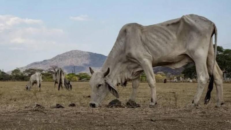 Impacto del fenómeno de El Niño en el sector ganadero