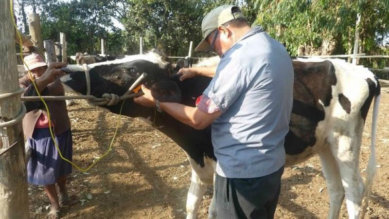 Implementarán posta de inseminación artificial de ganado vacuno en Gran Chimú