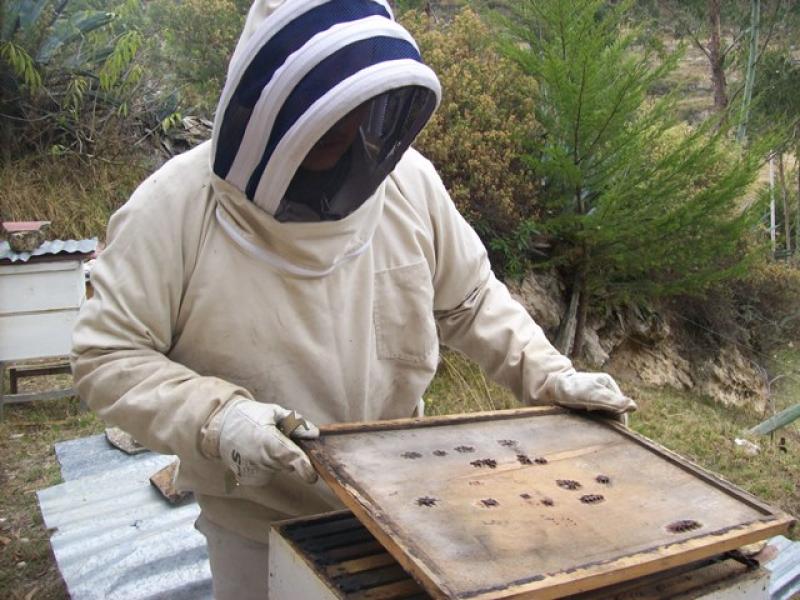 “Importación de abejas no pone en riesgo producción apícola de Perú”