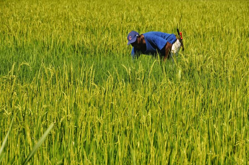 IMPORTACIÓN DE ARROZ URUGUAYO SIN FRANJAS ARANCELARIAS AFECTARÍA A PRODUCTORES LOCALES