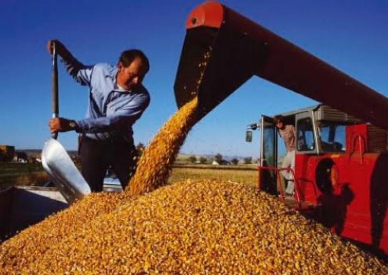 IMPORTACIÓN DE MAIZ AMARILLO DURO CRECIÓ 19%