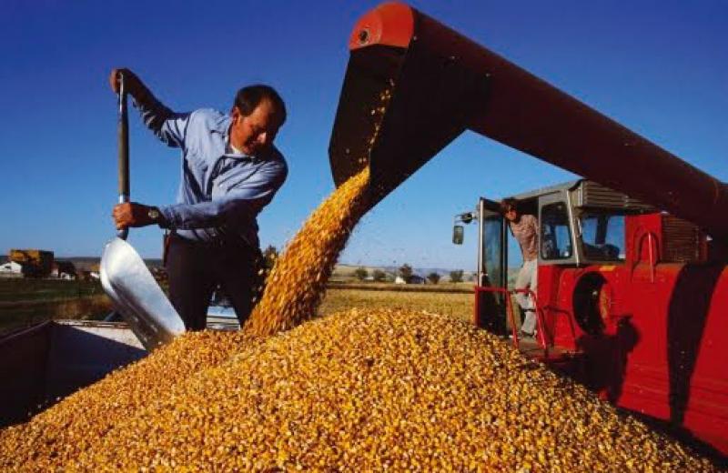 Importación de maíz amarillo duro creció 9.6% en primer trimestre del año