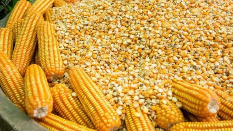 Importación de maíz amarillo duro por parte de Perú aumento 23.28% en volumen, pero cayó -13.15% en valor entre enero y mayo