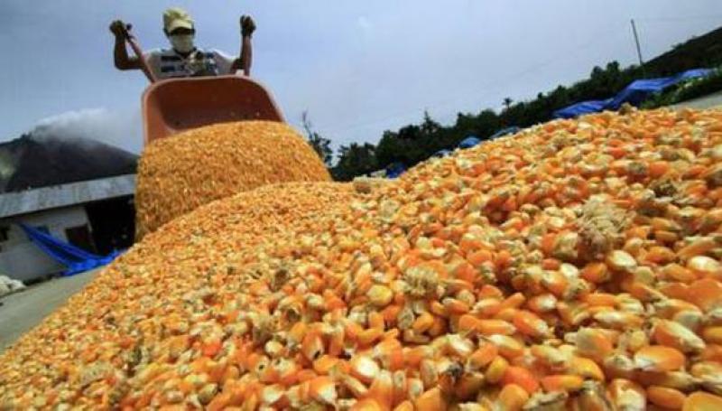 Importación de maíz amarillo duro se contrajo 11% en valor en el primer bimestre del año