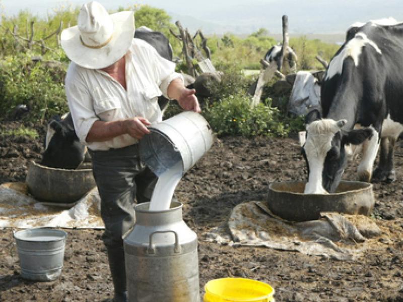 IMPORTACIONES DE LECHE AUMENTARÍAN HASTA 33% ESTE AÑO