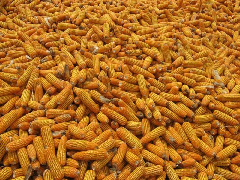 IMPORTACIONES DE MAÍZ AMARILLO DURO CRECIERON 63%