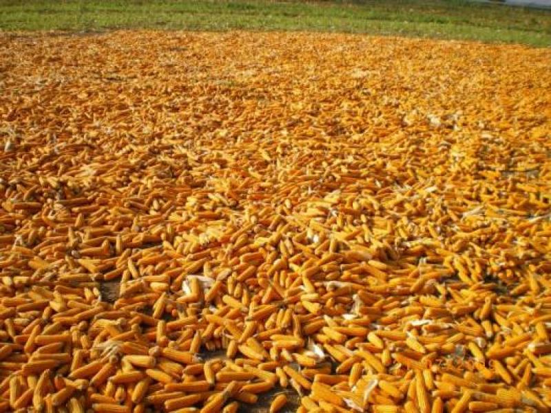 IMPORTACIONES DE MAÍZ AMARILLO DURO DISMINUYERON EN 11%