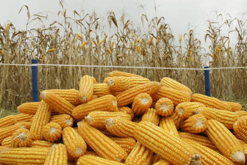 Importaciones de maíz amarillo duro suman US$ 114 millones en el primer bimestre de 2020