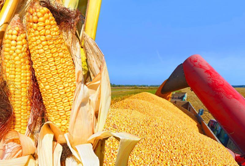 Importaciones de maíz amarillo duro sumaron US$ 549 millones durante enero-septiembre de 2020