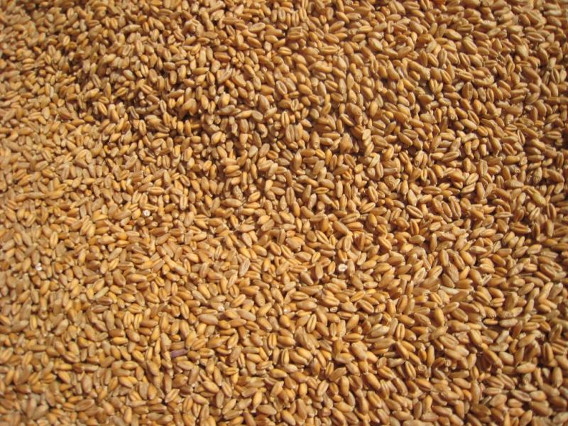Importaciones de trigo duro llegaron a valores de US$ 247 millones durante el primer semestre