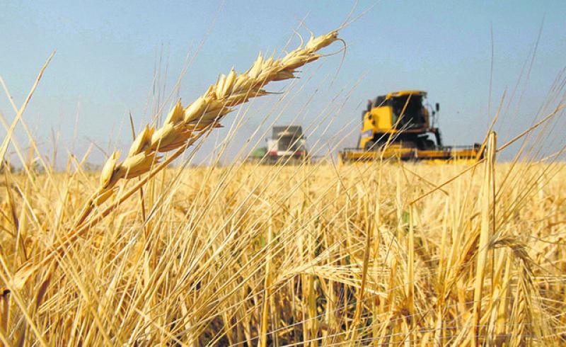 Importaciones de trigo duro superan los US$ 46.5 millones