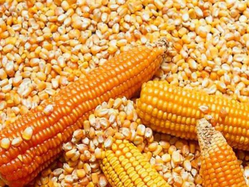 Importaciones peruanas de maíz amarillo duro se reducen en volumen 21.6% en el primer trimestre de 2022