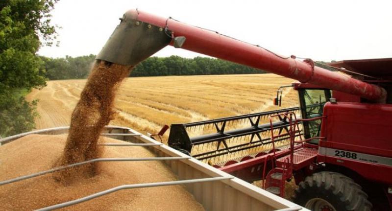 Importadores obtuvieron grandes ganancias con la importación de trigo, pero no trasladaron ese beneficio al consumidor local