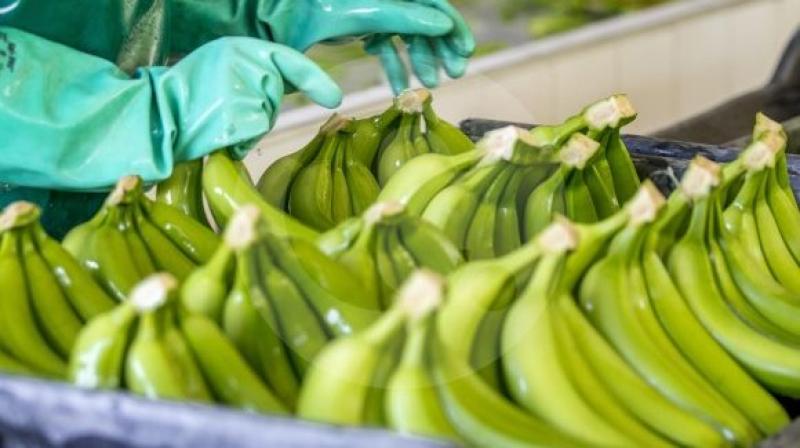 Importante comprador europeo reduce unilateralmente precio del banano y causa preocupación en Ecuador, Colombia y Costa Rica