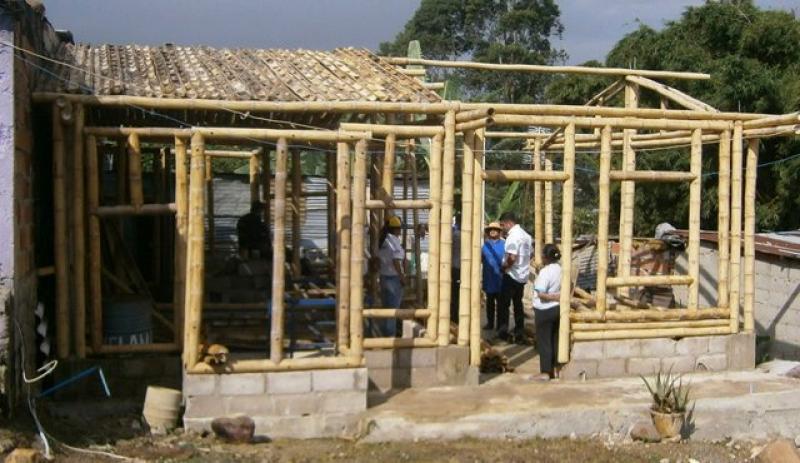 Impulsan cultivo de bambú para industrialización y recuperación de suelos degradados