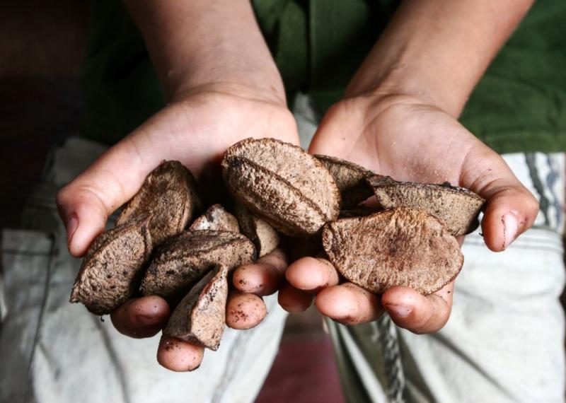 Impulsan la mejora de la calidad de la castaña amazónica