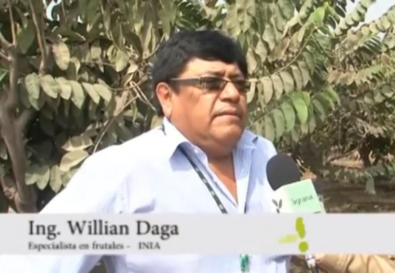 IMPULSAN PRODUCCIÓN Y CULTIVO DE CHIRIMOYA EN PERÚ