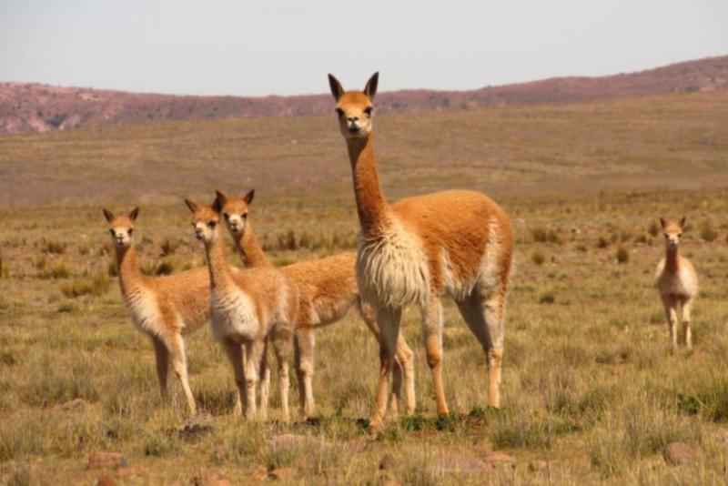 Impulsan proyecto para mejorar el precio de fibra de vicuña en beneficio de 3.911 familias criadoras de Arequipa