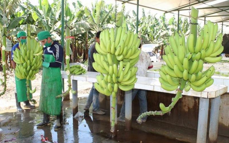 Impulsan proyecto para revitalizar el sector del banano orgánico