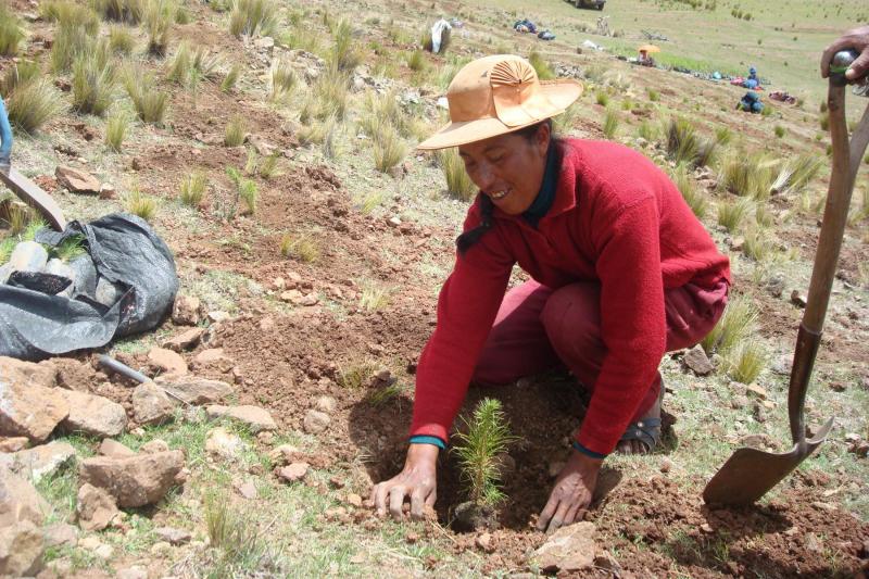 Impulsarán reforestación en Puno con especies forestales