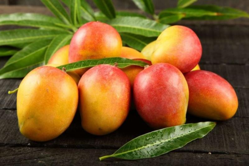 Inacal aprobó norma técnica para promover estándares de calidad en mango fresco