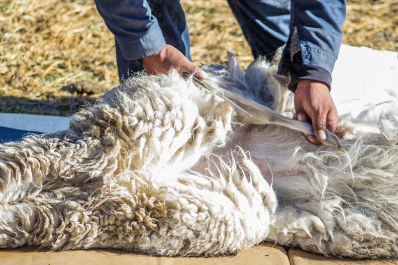 Inacal desarrolla proyecto para impulsar esquila y manejo de fibra de alpaca