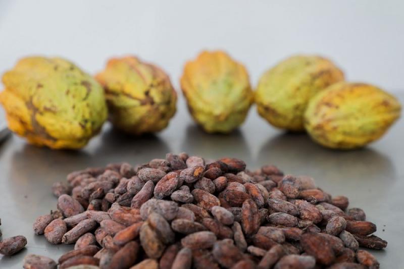 Inacal elabora 14 guías para el fortalecimiento de la calidad del café y cacao