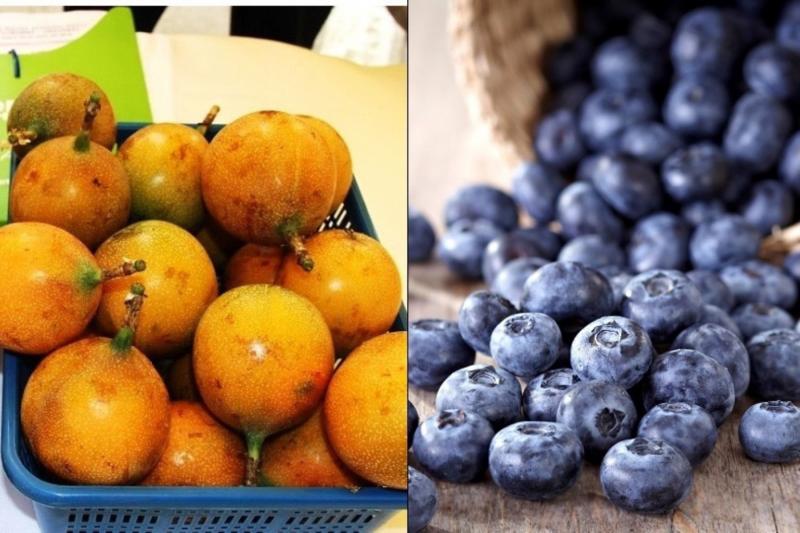 Inacal estableció estándares de calidad para el arándano, granadilla, sacha inchi y granos andinos