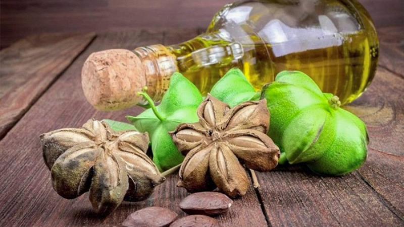 Inacal impulsa 11 normas técnicas para elevar la competitividad del sacha inchi