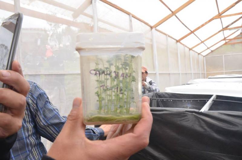 Inauguran invernadero aeropónico de semilla prebásica en Luya