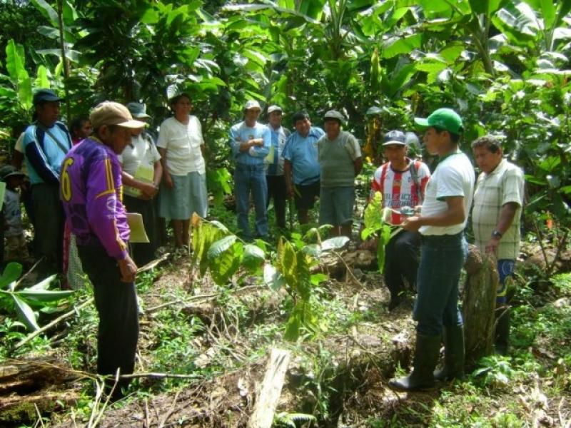 INCENTIVAN COOPERATIVAS DE AGRICULTORES EN SEIS DISTRITOS DE BAGUA