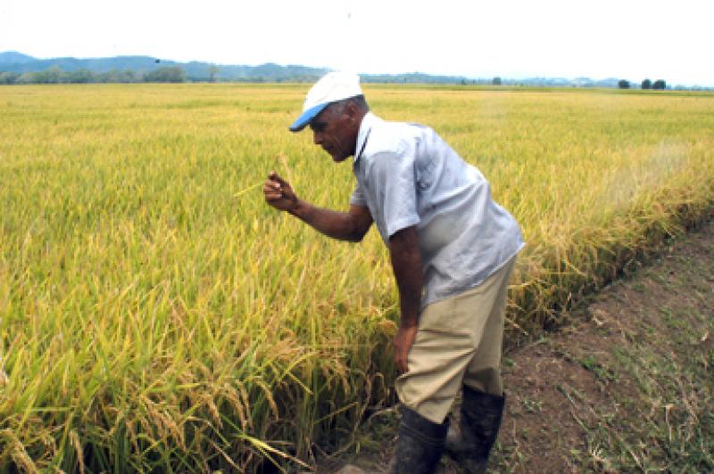 INCIDENCIA DEL AÑUBLO BACTERIAL DEL ARROZ SE REDUJO EN 30% EN TUMBES