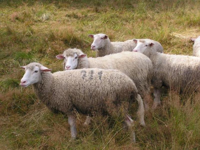 INCREMENTARÁN PRODUCCIÓN DE OVINOS EN HUANCAVELICA