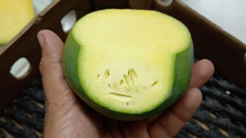 Incremento de volumen exportado de mango peruano es engañoso: hay crisis hídrica de fondo y reclamos por corte gris o pardeamiento interno