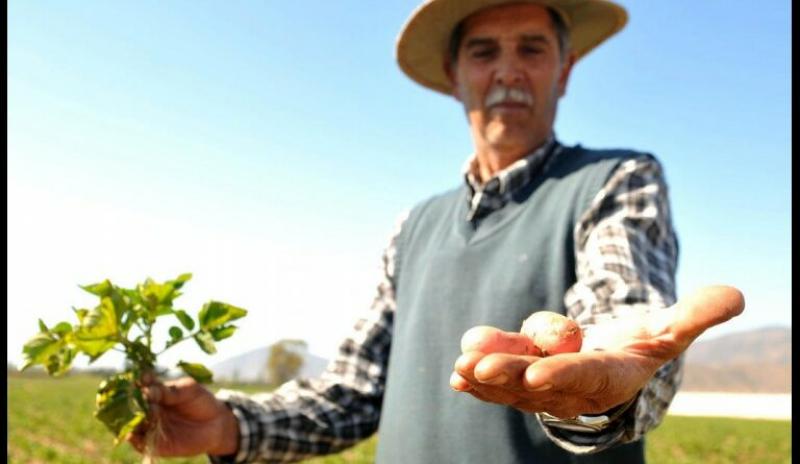 Indecopi aprueba lineamientos para fortalecer la protección de los derechos a quienes logren nuevas variedades vegetales