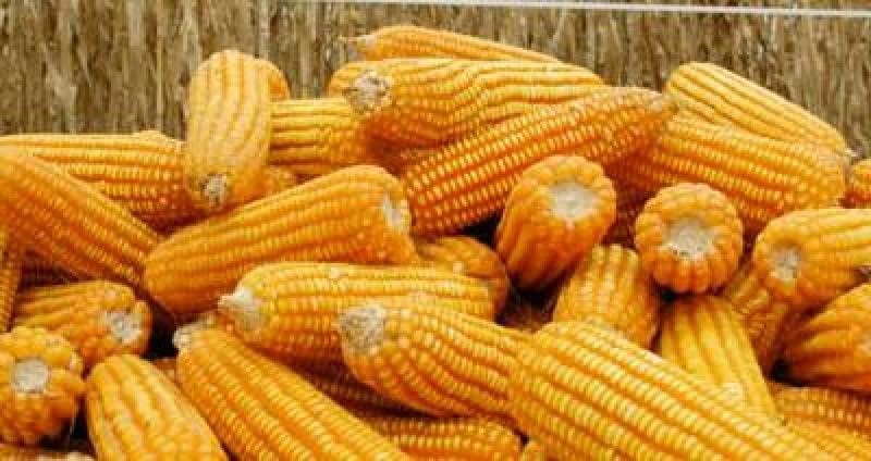 Indecopi inicia investigación al maíz amarillo importado desde EE.UU. por indicios de dumping