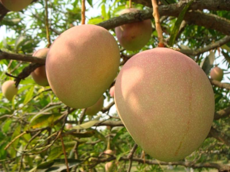 India: científicos crean mangos libres de azúcar