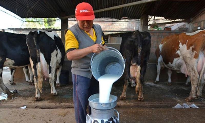 Industria láctea debe incrementar S/ 0.20 por litro de leche acopiada a productores