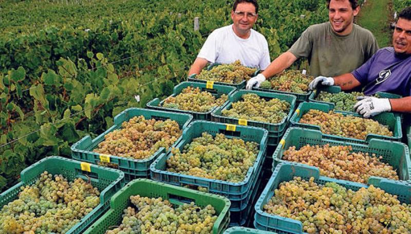 INEI: SECTOR AGROPECUARIO ACUMULÓ CINCO MESES DE RESULTADOS POSITIVOS