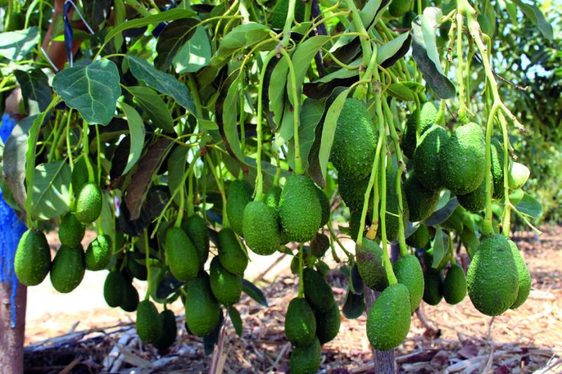 Ingleby Perú aspira a tener su propia planta de packing para frutas frescas