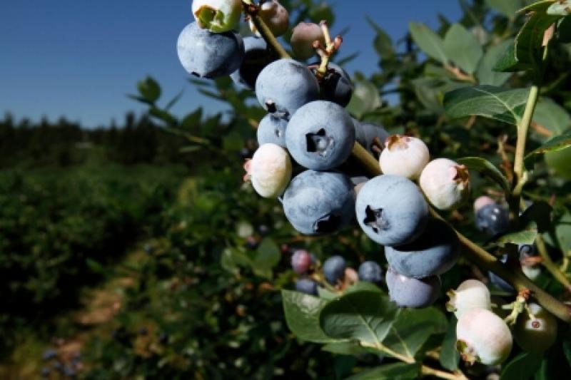 Ingleby Perú busca incrementar sus áreas de cultivos de paltas, uvas y arándanos