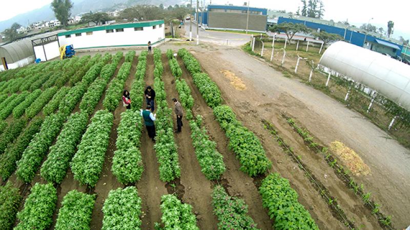 INIA benefició a 500 mil pequeños agricultores con semillas de calidad y proyectos de innovación