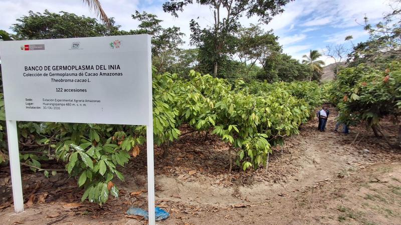 INIA conserva la calidad genética de 342 accesiones de cacao en banco de germoplasma