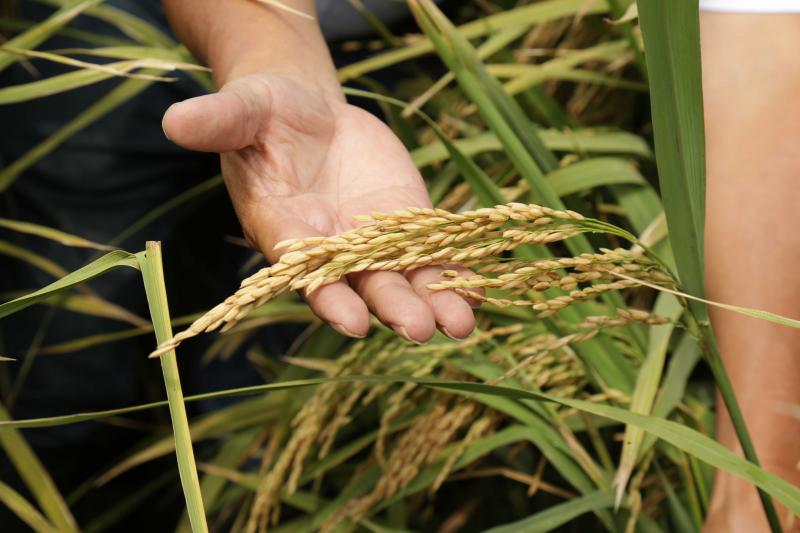 INIA desarrolla nueva variedad de arroz “Capoteña” de alta productividad